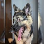 Rocky - The German Shepherd - @rocky_chheda - Instagram