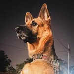 Rocky - The German Shepherd - @rocky.gshepherd - Instagram