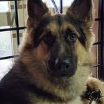 Rocky | German Shepherd - @rockygermanshepherd_ - Instagram
