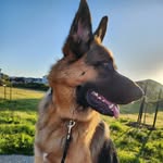 Rocky | GERMAN SHEPHERD - @rocky.thegermanshepheard - Instagram
