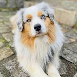 Rocky | Mini Aussie Shepherd - @rocky_the_aussie2020 - Instagram