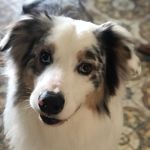🐾Rocky 🐾 - @rocky_australian_shepherd - Instagram