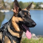 Rocky | The German Shepherd - @rocky_the_german_shepherd__ - Instagram