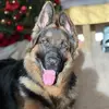 Rocky boy - @rocky.shepherd - TikTok