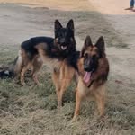 Rocky German shepherd - @rocky_german_shepherdd - Instagram