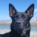 ROCKY il mio Pastore tedesco 🐾 - @rocky_shepherd_dogs - Instagram