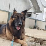Rocky jerman shepherd - @rocky_jerman - Instagram