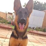 Rocky🐾 - @rocky.german.shepherd - Instagram