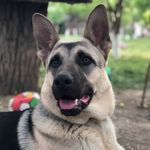 Rocky❤️ - @rocky_.shepherd - Instagram