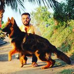 Rocky🐶 - @rocky_germen_shepherd - Instagram