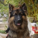 Rocky🐾 - @rocky_the.shepherd_ - Instagram