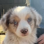 Rocky - @rocky_the__australian_shepherd - Instagram