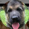 Rocky🐶 - @rockygermanshepherd1 - TikTok