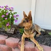 Rocky🐶 - @rockygermanshepherd - TikTok
