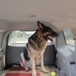 Rocky Shepherd - @rockyshepherd3 - Instagram