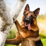 Rocky Shepherd - @rocky_thegsd__ - Instagram