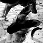 @rocky_shepherd_dog - Instagram