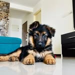 Rocky The  Shepherd - @rocky.the_shepherd - Instagram