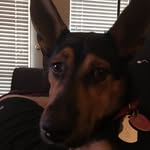 Rocky The Corgi Shepherd - @rocky_the_corgi_shepherd - Instagram