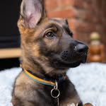 Rocky the Czech Shepherd 🐾 - @czechinginwithrocky - Instagram