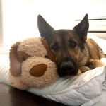 Rocky the German Shepherd - @rocky.thegermanshepherd1 - Instagram