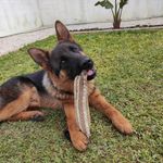 Rocky The German Shepherd - @rocky.the.shepherd23 - Instagram