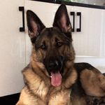 Rocky The German Shepherd - @gsd_rocky_ - Instagram