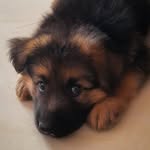 Rocky The German Shepherd - @rocky_thegermanshepherd07 - Instagram
