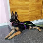 Rocky The German Shepherd - @rockythegerman85 - Instagram