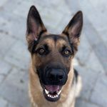 ROCKY THE GERMAN SHEPHERD - @rockytherockstargsd - Instagram
