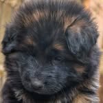 Rocky the German shepherd - @rocky_n_genie - Instagram