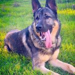 Rocky The German Shepherd - @rocky_the_german_1_ - Instagram