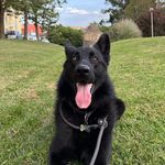 Rocky The German Shepherd - @rocky_blackgsd - Instagram