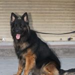 Rocky the german shepherd - @rockythegermans - Instagram
