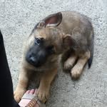 Rocky The German Shepherd - @rocky__v - Instagram