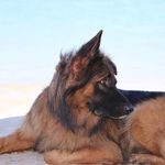 Rocky The German Shepherd - @rocky_the_german - Instagram