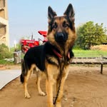 Rocky..🐕 The German Shepherd ..🐕 - @rocky_12_6_2023 - Instagram