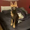 Rocky the Shepherd - @shepherdrocky - TikTok