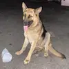 rocky the shepherd - @.rockyy._ - TikTok