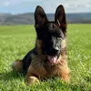 Rocky the Shepherd - @rocky.the.shepher - TikTok