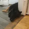 RockyGermanShepherd - @rockythegermanshepherd22 - TikTok