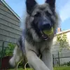 rockyshepherd0 - @rockyshepherd0 - TikTok