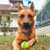 RockyShepherd16 - @rockyshepherd16 - TikTok