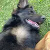rockytheshepherd - @rockythesheppard - TikTok