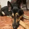 Rockytheshepherd - @rockytheshepherd3 - TikTok