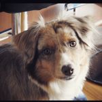 rocky and summer - @rockyandsummersworld - Instagram
