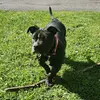 Xena*The AmericanBullyXl* - @xenarocky_summersimba4 - TikTok