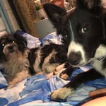 Rocky and Tash - @rockyandtash - Instagram