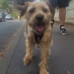 Rocky Thomas 🥊 - @rocky_theborderterrier - Instagram