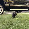 Rocky_Road_Pup16 - @rocky_watson - TikTok